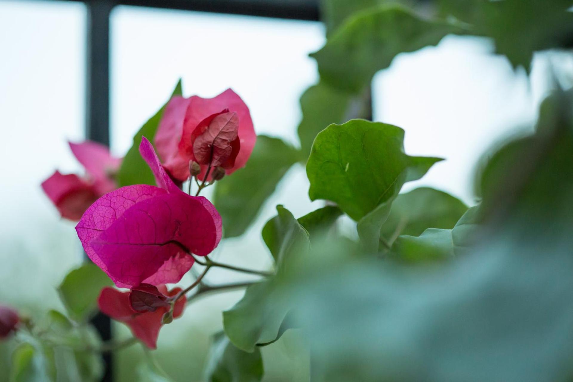 Apartahotel Iris Garden Retreat Corinto