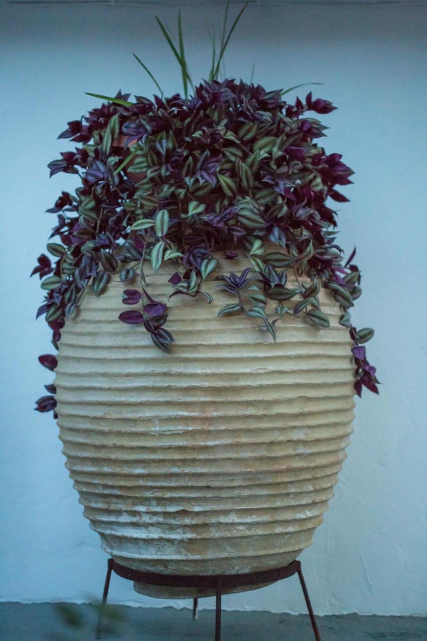 Апарт-отель Iris Garden Retreat *